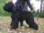 Русский черный терьер щенок сука 2 мес без родословной