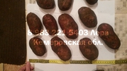 Картофель Ред Скарлет 6+ от 8, 00 руб/кг