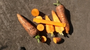 Морковь оптом в Кемерово